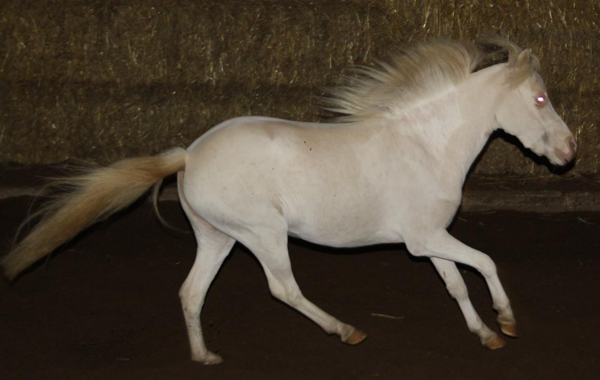 Amerikansk Miniature Paradise Ranch Inkys Pearl Jam - Dec 2014 billede 17