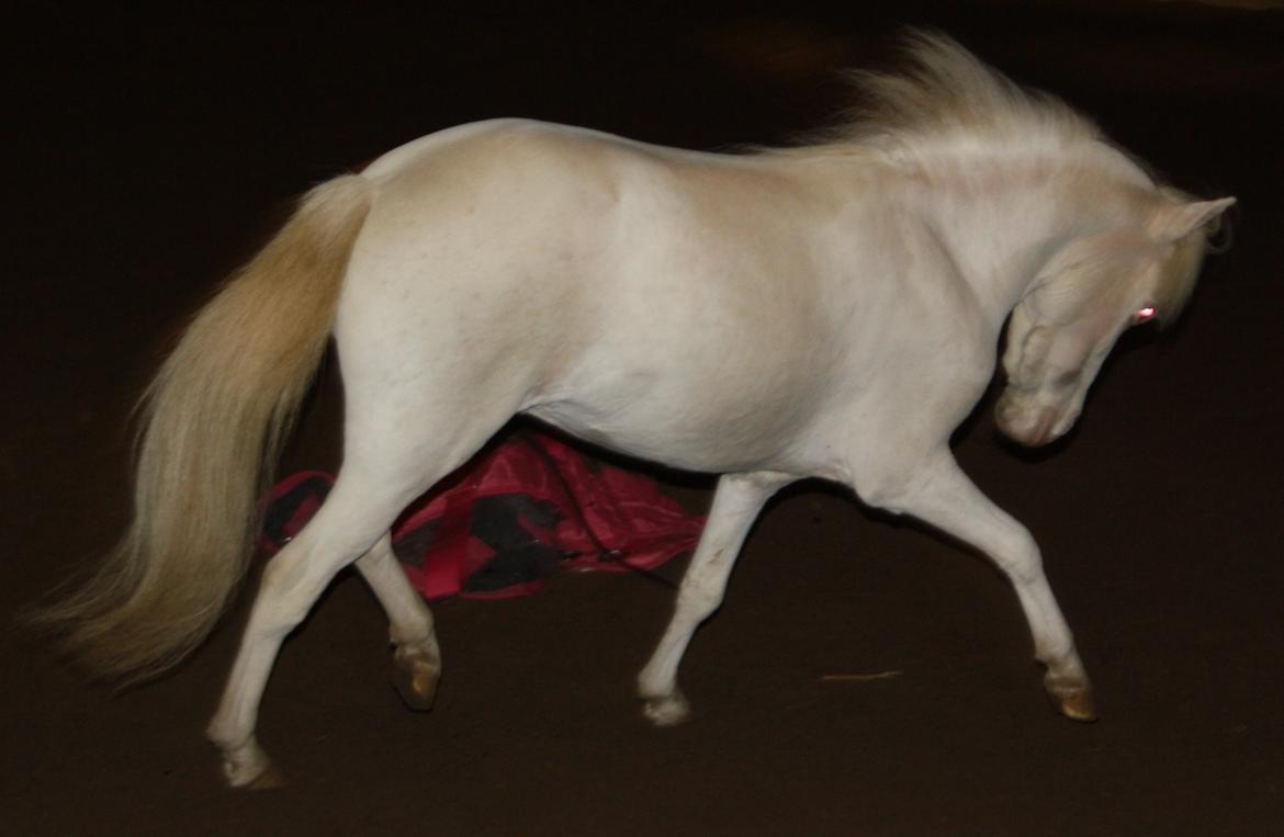 Amerikansk Miniature Paradise Ranch Inkys Pearl Jam - Dec 2014 billede 20