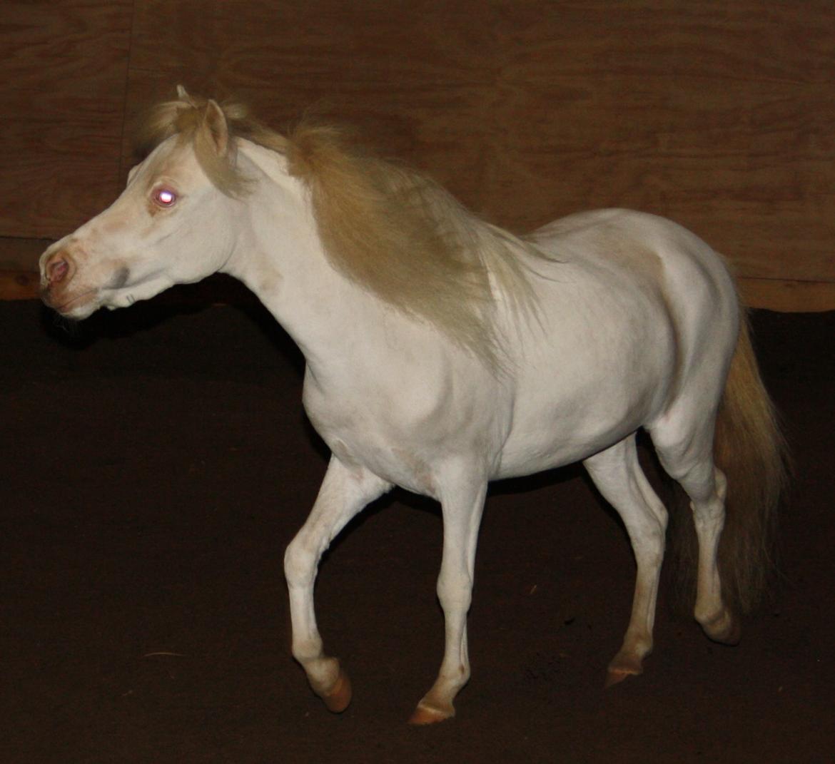 Amerikansk Miniature Paradise Ranch Inkys Pearl Jam - Dec 2014 billede 23