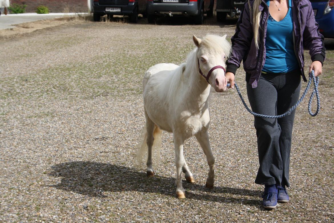 Amerikansk Miniature Paradise Ranch Inkys Pearl Jam - August 2014 billede 12