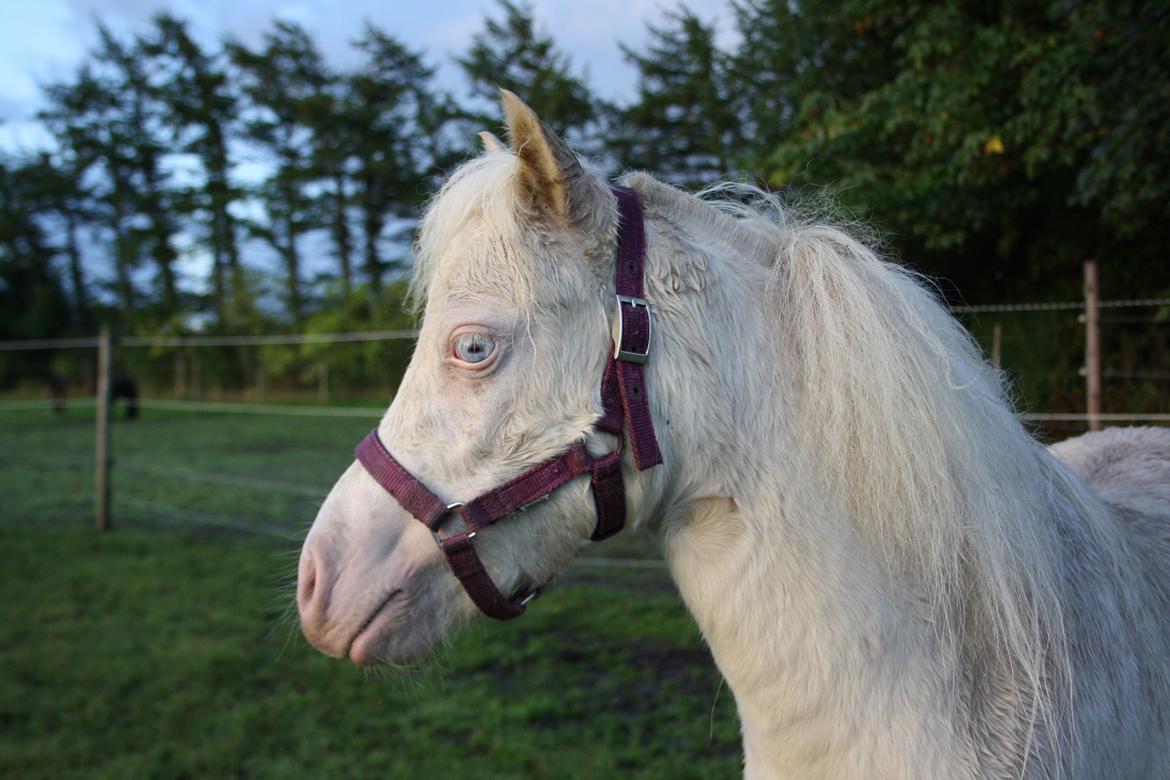 Amerikansk Miniature Paradise Ranch Inkys Pearl Jam - August 2014 billede 14