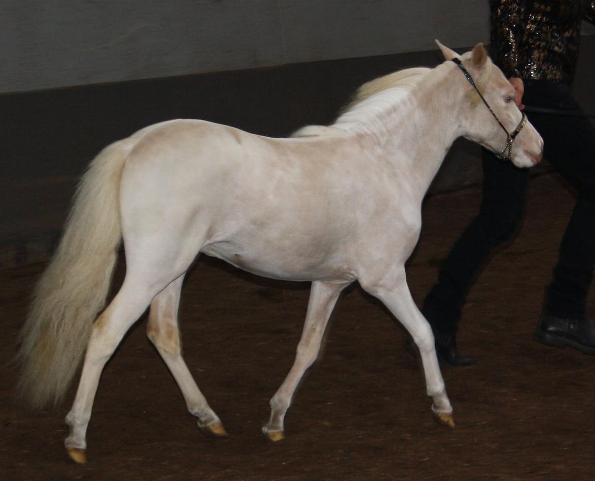 Amerikansk Miniature Paradise Ranch Inkys Pearl Jam - Maj 2013, show klasse 1 års. Hos Pia og Kevin billede 16