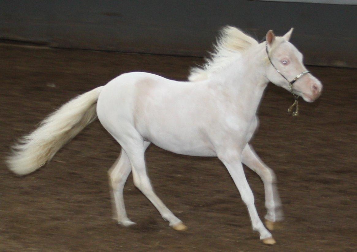 Amerikansk Miniature Paradise Ranch Inkys Pearl Jam - Maj 2013, show klasse 1 års. Hos Pia og Kevin billede 19