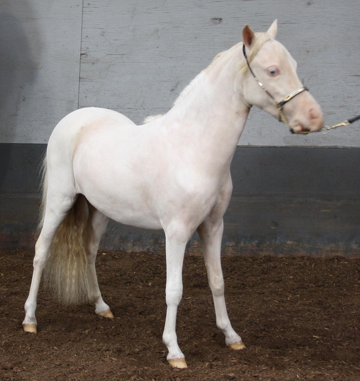 Amerikansk Miniature Paradise Ranch Inkys Pearl Jam - Maj 2013, show klasse 1 års. Hos Pia og Kevin billede 21