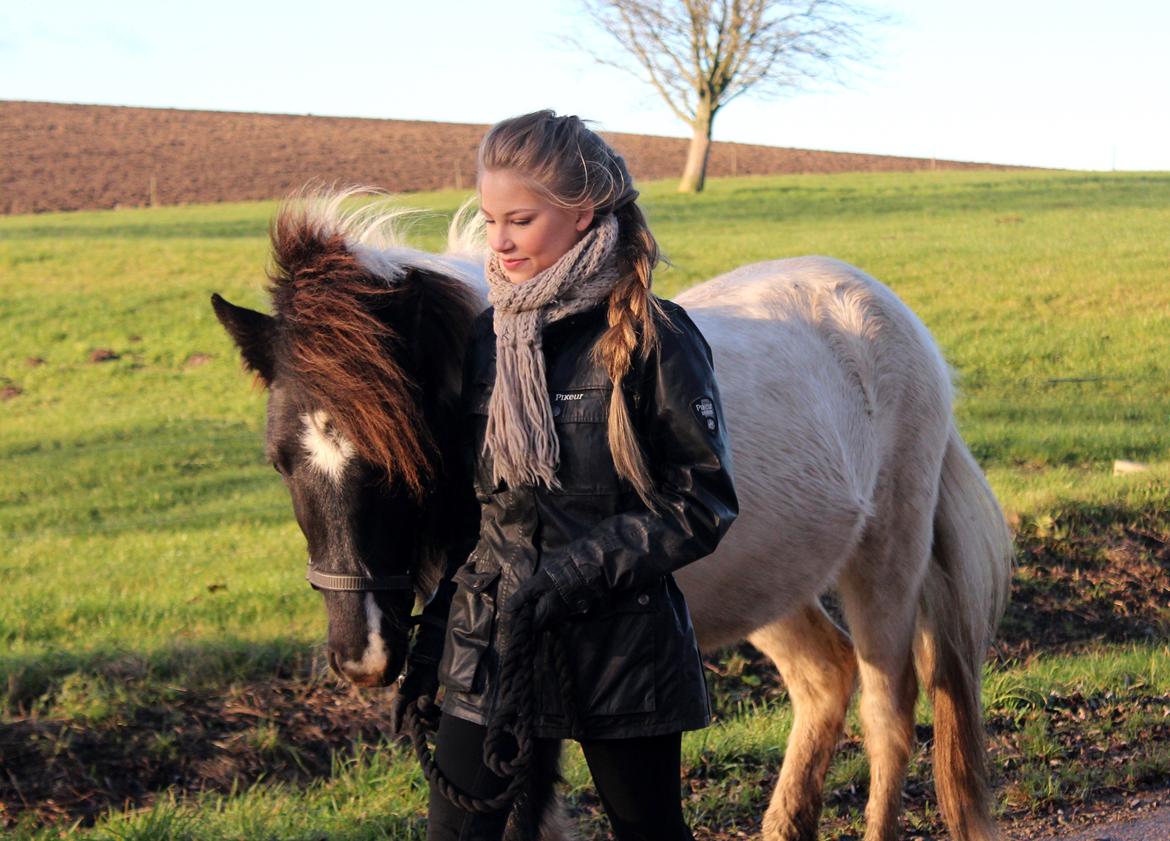 Islænder Þokki fra Hallisgård - 6. december 2014 billede 4