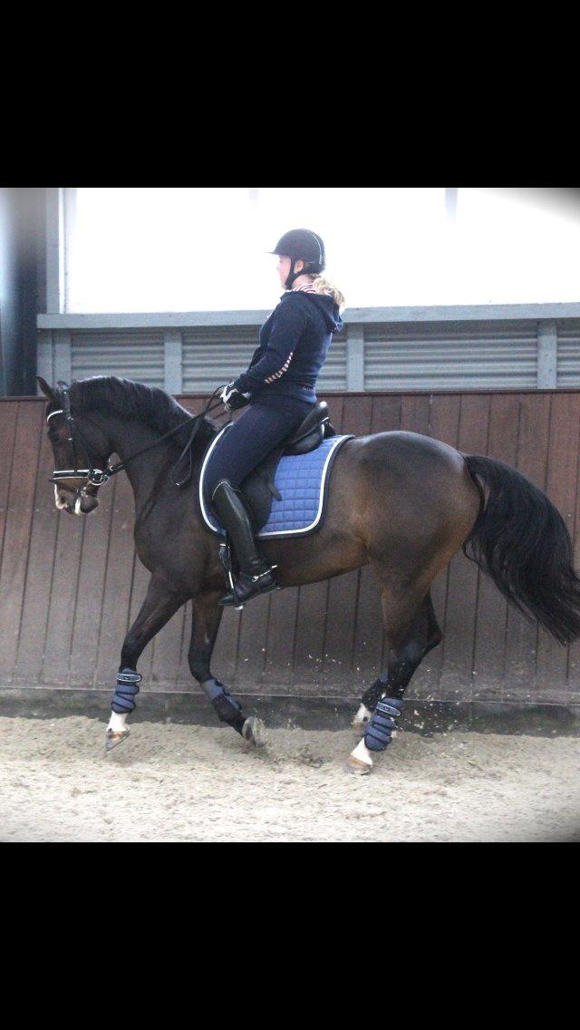Hollandsk Sportspony Xantal-Jr. A / FEI-pony  - Træning <3 billede 15