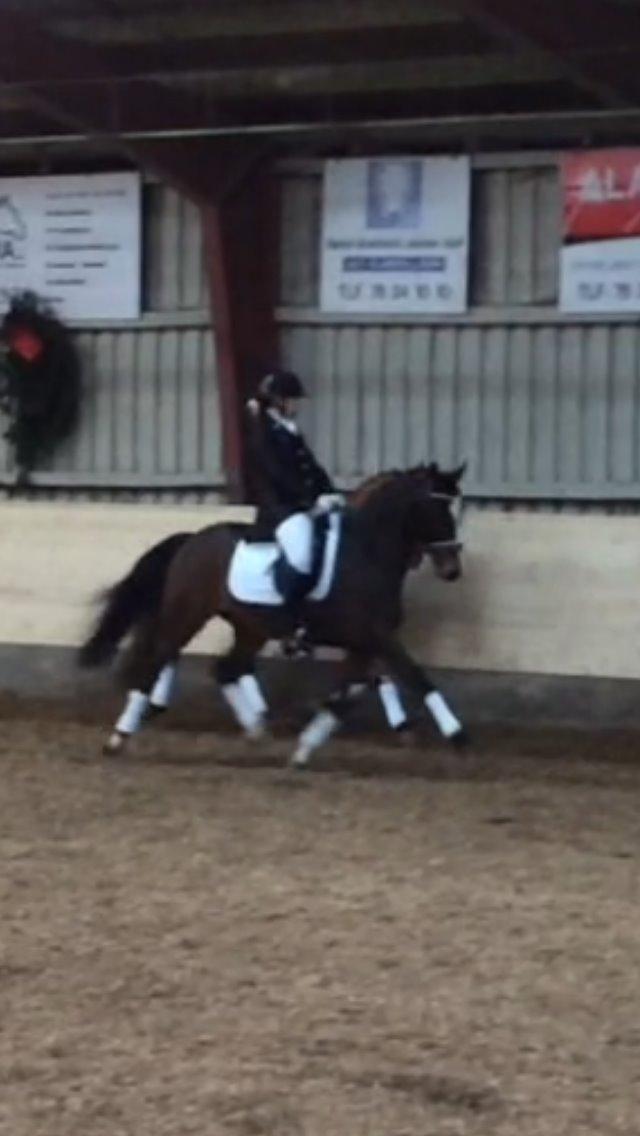 Hollandsk Sportspony Xantal-Jr. A / FEI-pony  - Æresrunden<3 billede 10