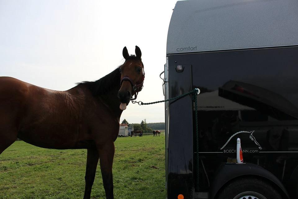 Dansk Varmblod Raypawers believe billede 14