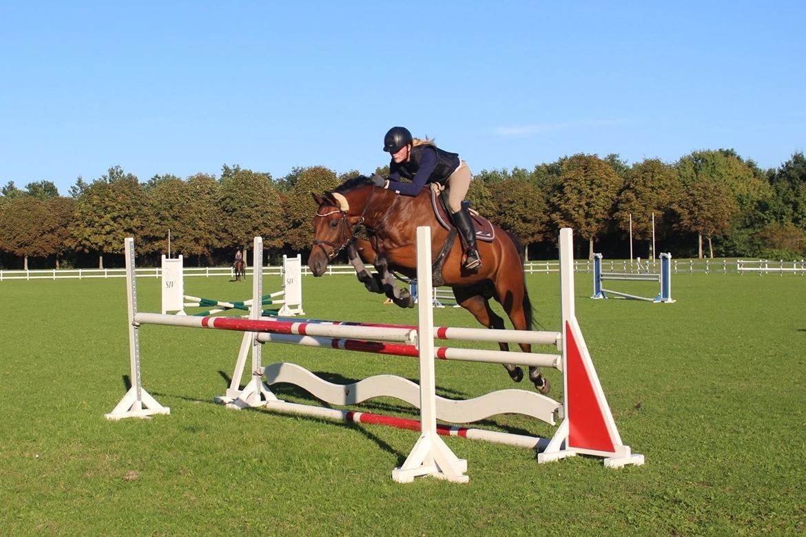 Dansk Varmblod Raypawers believe billede 8