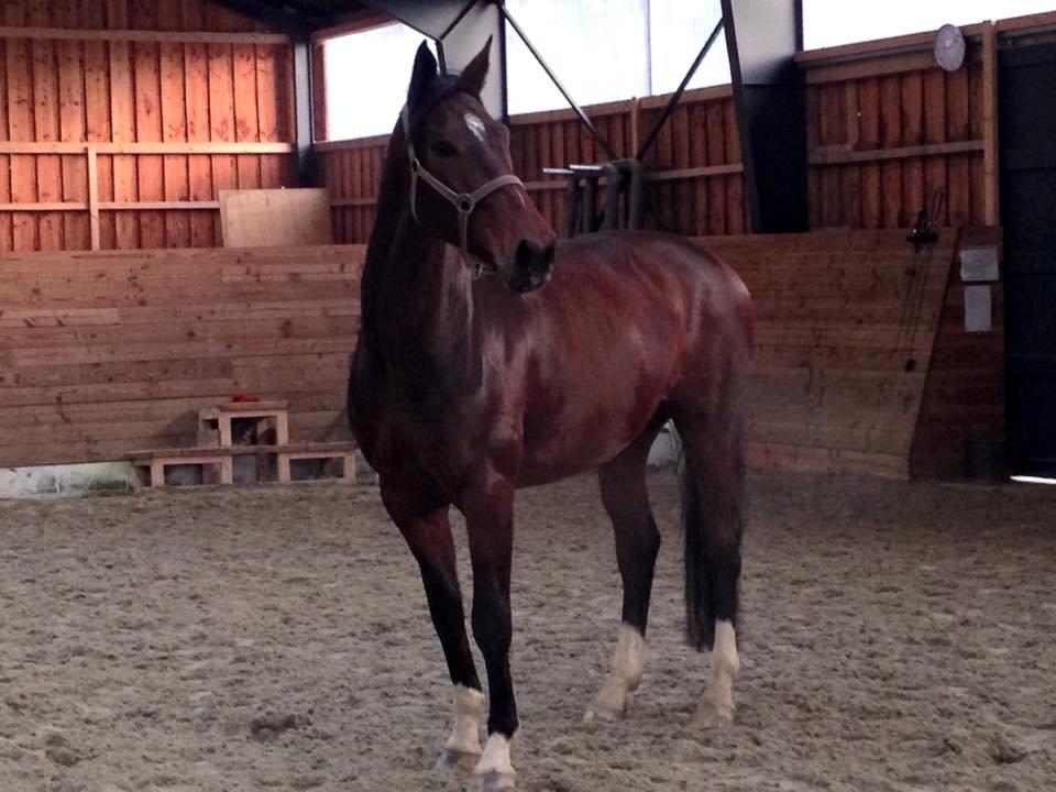 Dansk Varmblod Kunzen (Kenzo) billede 4