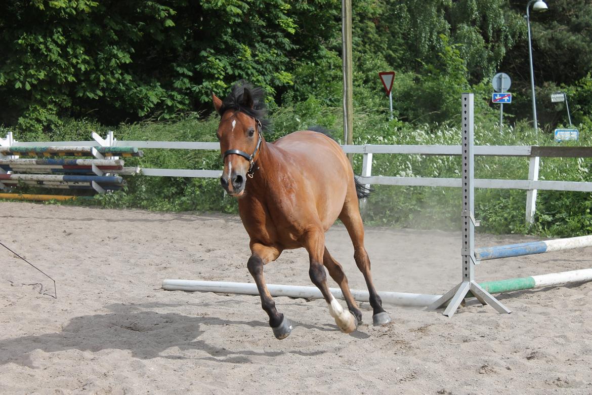 DSP Gefion Søblink  (Guffe) billede 19