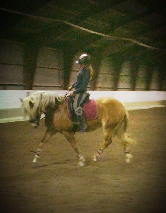 Haflinger Myra billede 7