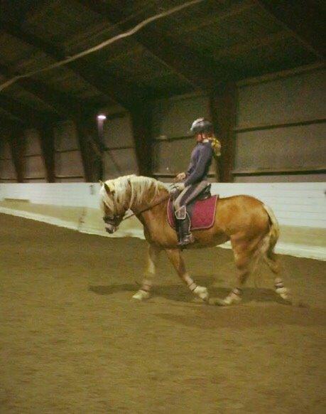 Haflinger Myra billede 8