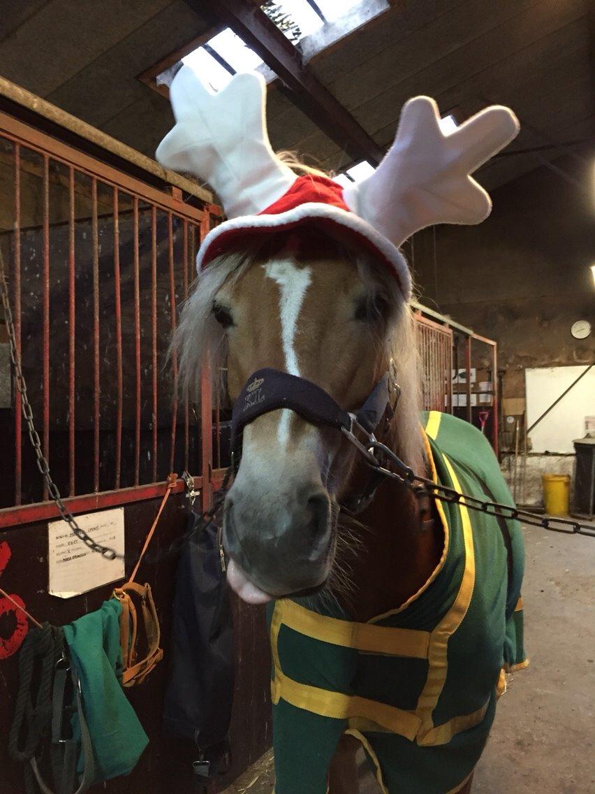 Haflinger Myra billede 9