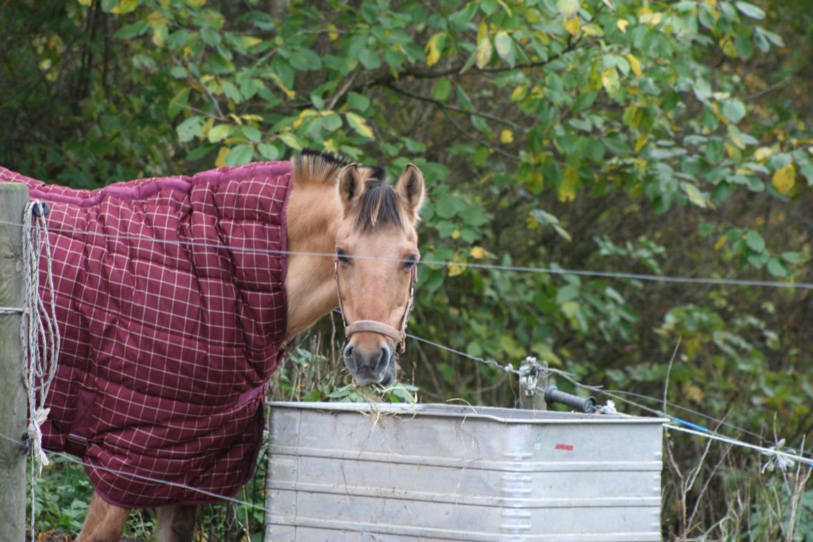 Anden særlig race Sally billede 7