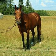 Dansk Varmblod Buskbjerggaards Hollywood.