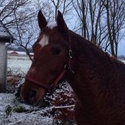 Bashkir Curly LS Sassey Lady