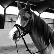 Anden særlig race Ras