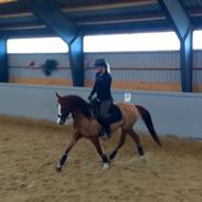 Anden særlig race Ras