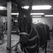 Anden særlig race Chanel Porsbøl