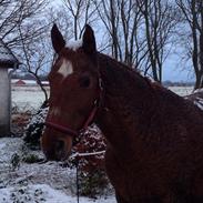 Bashkir Curly LS Sassey Lady