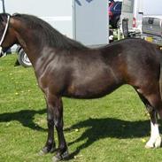 Welsh Pony af Cob-type (sec C) Thers Dark Duchess