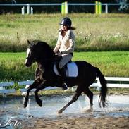 Welsh Pony af Cob-type (sec C) Thers Dark Duchess