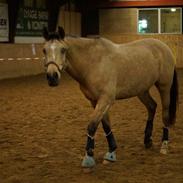 New Forest Lopik's aiko