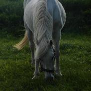 Anden særlig race Cleopratra (Cleo) (RIP)