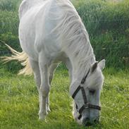 Anden særlig race Cleopratra (Cleo) (RIP)