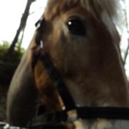 Anden særlig race Min part Pakko(-: