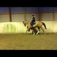 Anden særlig race Descarte as de picas