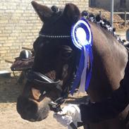 Welsh Pony (sec B) bjerregårdens montana