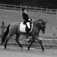 New Forest Elmholts Prince