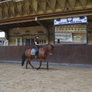 New Forest Elmholts Prince