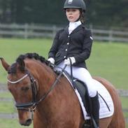 New Forest Elmholts Prince