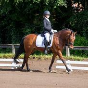 New Forest Elmholts Prince