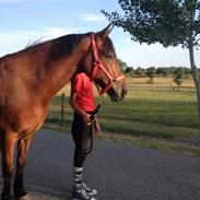 Anden særlig race Magnus