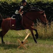 Anden særlig race Magnus