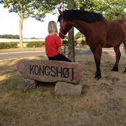 Anden særlig race Magnus