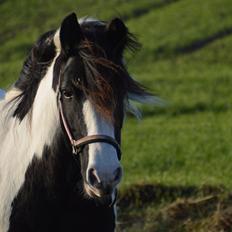 Tinker Egely's Nala