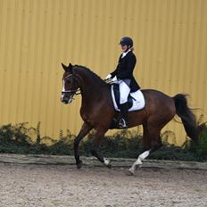 Dansk Varmblod Amour´s Don Cacier