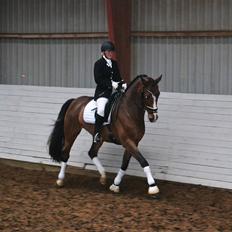 Dansk Varmblod Amour´s Don Cacier