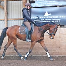 Anden særlig race Lippaschu