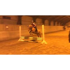 Anden særlig race Isadora