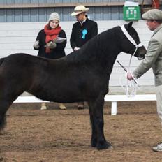 Welsh Pony af Cob-type (sec C) Thers Dark Duchess