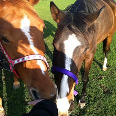 Dansk Varmblod Chansey Skovbo