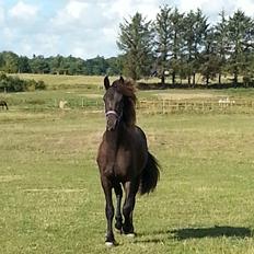 Frieser Priscilla fra Frieserstalden