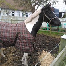 Tysk Sportspony Kyesgårds Zeldana (solgt)