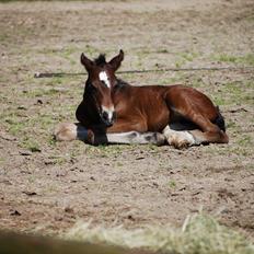 Welsh Cob (sec D) Holmlunds MarieBelle